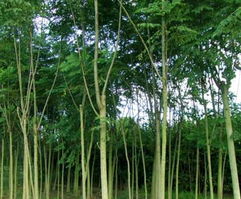 沭陽苗木產業(yè)新星 新河鎮(zhèn)飛翔苗木園藝場的綠色發(fā)展與經營之道