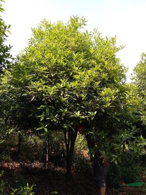 咸寧萬桂桂花苗木種植專業(yè)合作社 深耕苗木產(chǎn)業(yè)，打造桂花之鄉(xiāng)