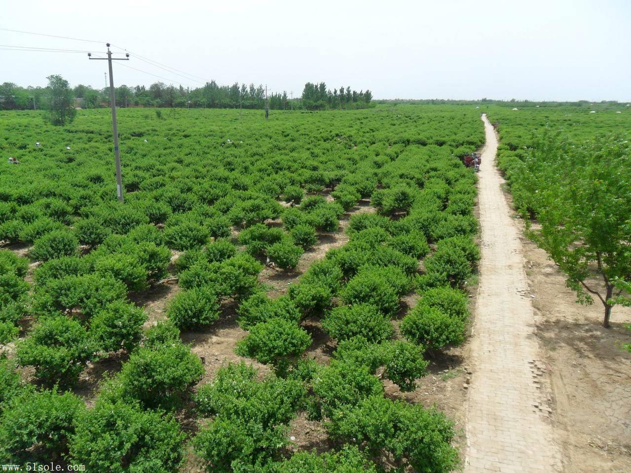 走進(jìn)河北巨鹿 金銀花苗木推廣種植基地探秘